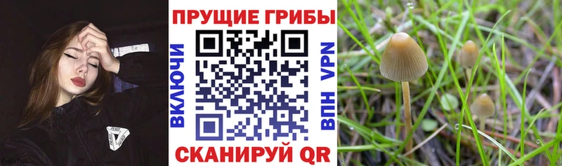 закладка  мега сайт  Галлюциногенные грибы прущие грибы  Венёв 